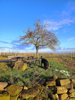 Black dog beside stone wall under bare tree in vineyard with blue sky