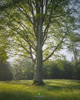 Sunlit Beech Tree