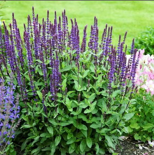 Purple Salvia Flowers