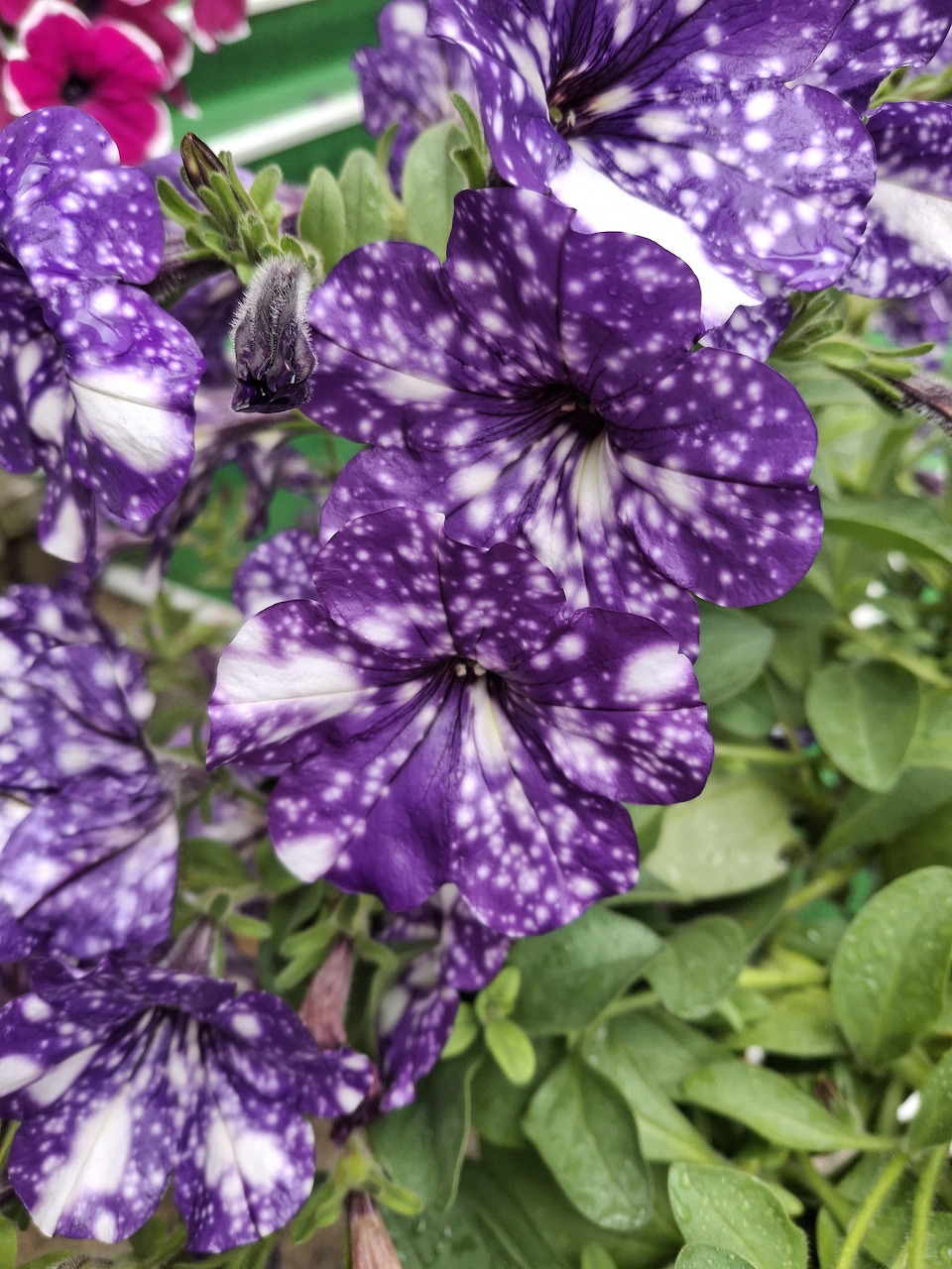 Close-up of purple speckled petunia flowers with green leaves
