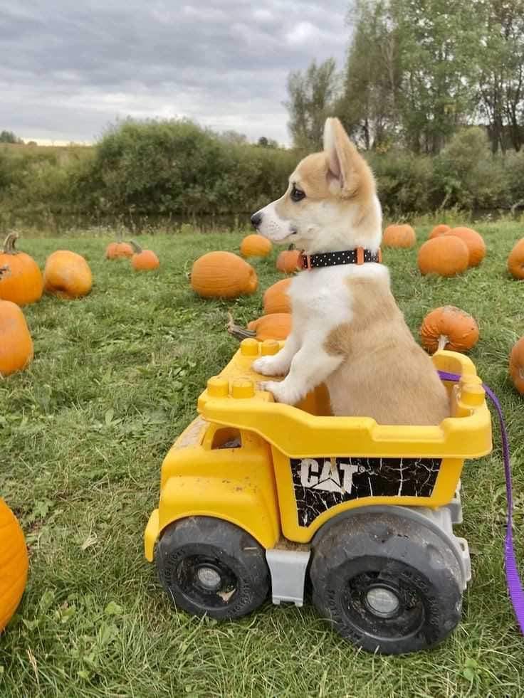 Pembroke Welsh Corgi with perked ears and bright eyes