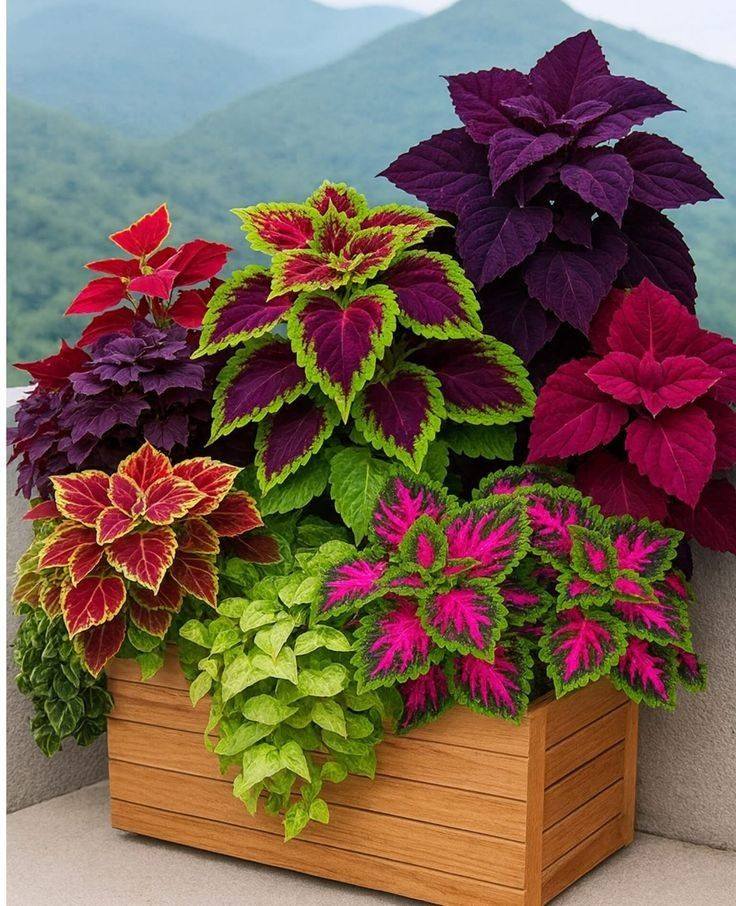 Colorful coleus plants with variegated red, purple, and green leaves in wooden planter box with mountains behind