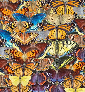 Colorful illustration of various butterfly species overlapping, including orange monarchs, blue morphos, and yellow swallowtails