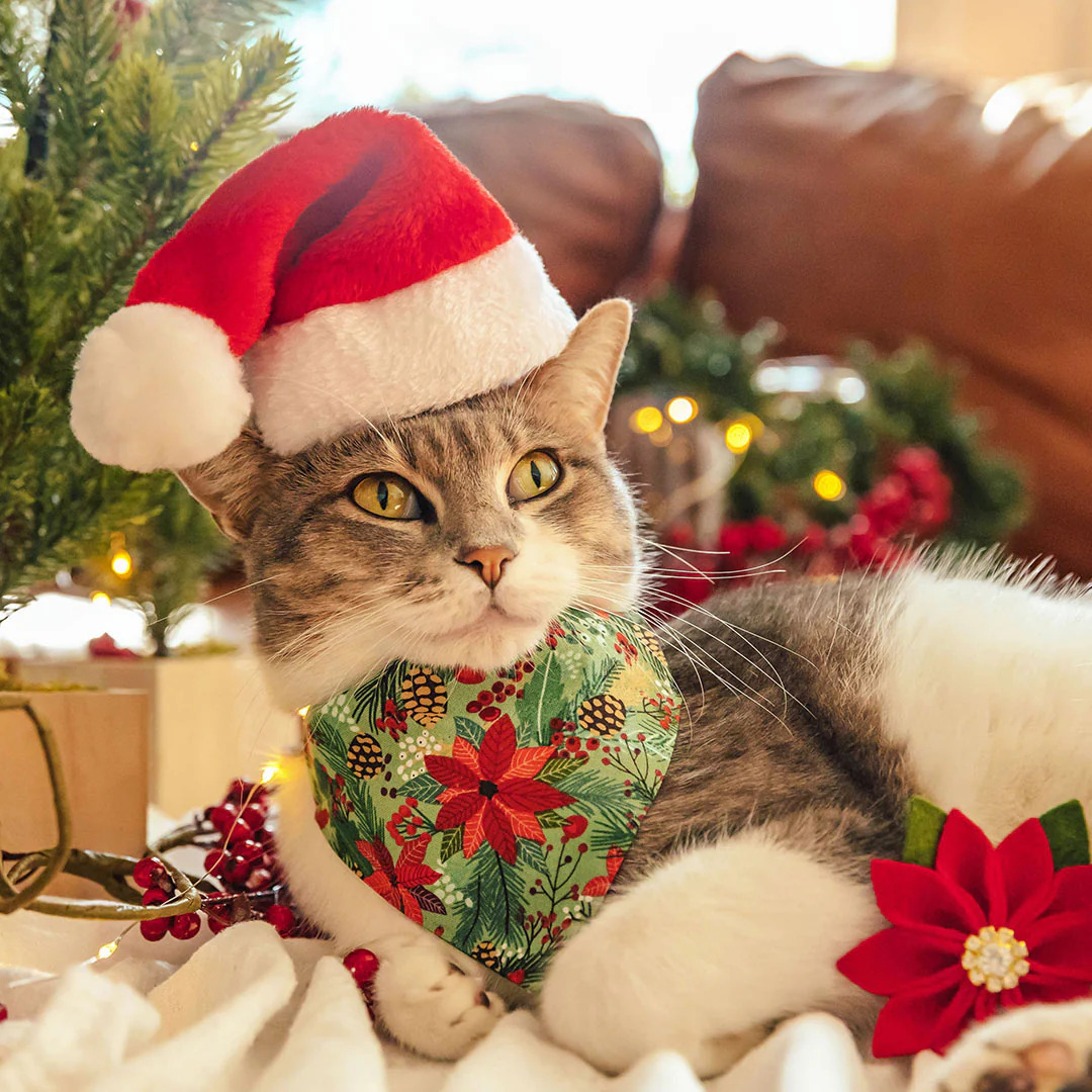 Tabby cat in Santa hat with holiday wreath collar surrounded by Christmas decorations
