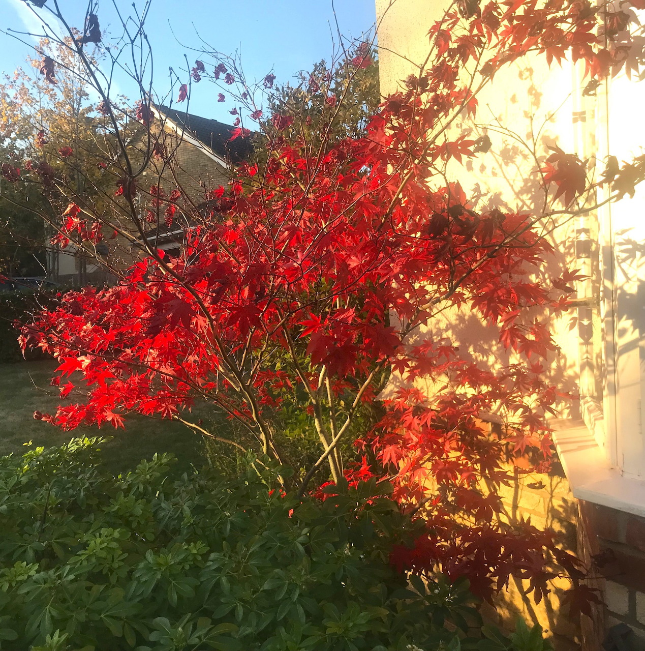 Red maple tree in sunlight beside a house with green plants below