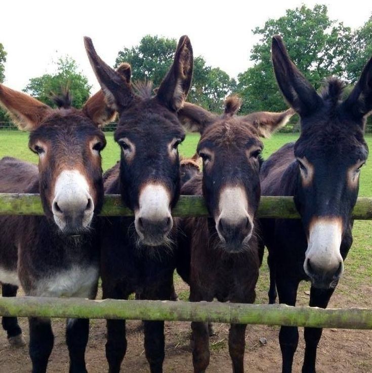 Donkeys at Fence