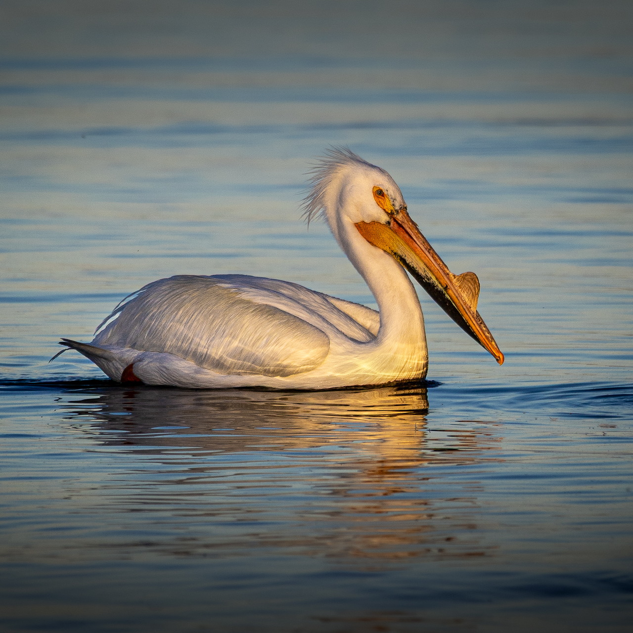 Pelican on Water