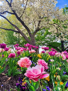 Pink and purple tulips bloming in a spring garden with a white flowering tree in the background