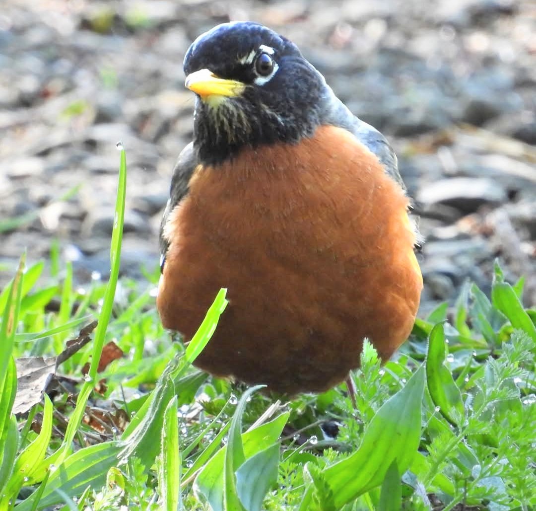 American robin with orange breast standing in green grass