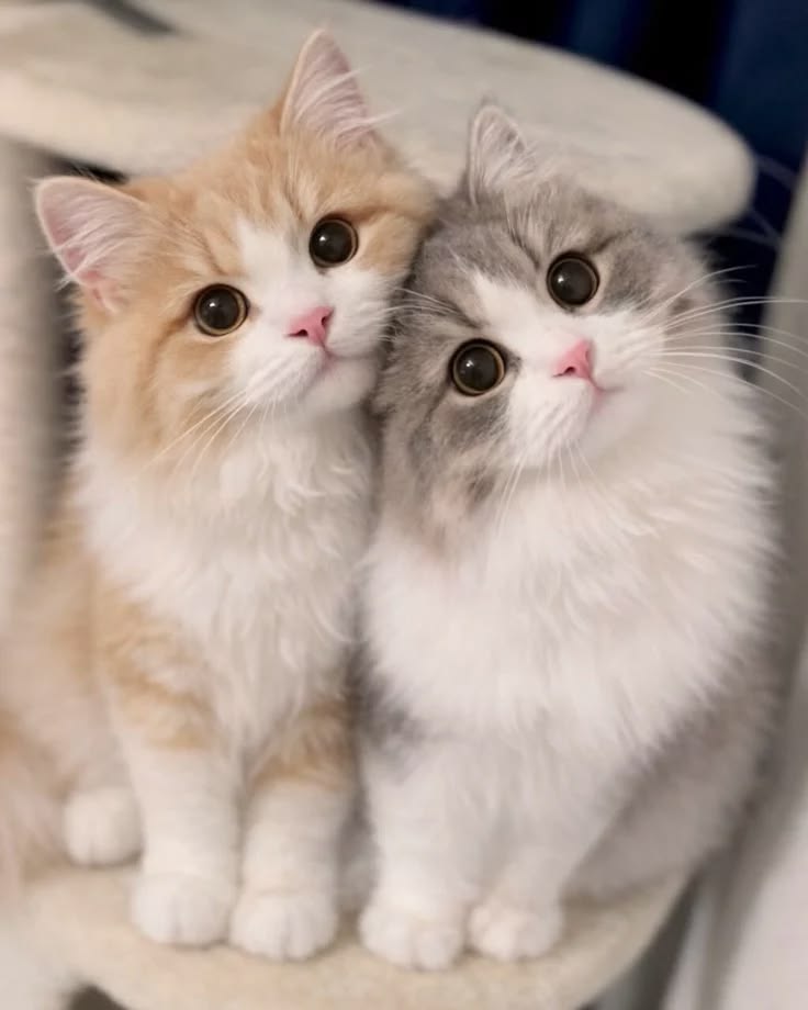 Two Fluffy Kittens