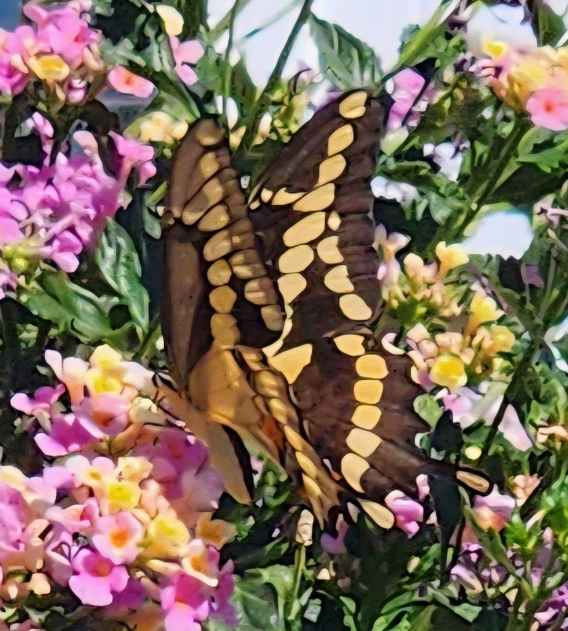 Black and yellow swallowtail butterfly perched on pink and yellow lantana flowers