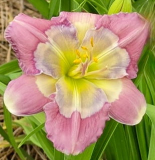 Close-up of a pink and yellow daylily flower with green leaves
