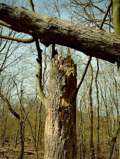 Broken hollow tree trunk in a bare deciduous forest with a fallen branch overhead