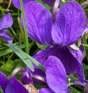 Close-up of a purple violet flower among green grass and leaves