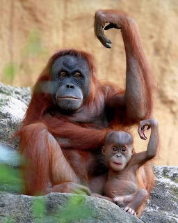 Mother orangutan sitting with her baby on rocks