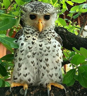 White baby owl with black spots perched on branch among green foliage