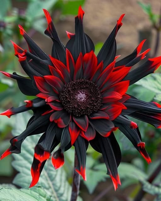 Black Red Sunflower
