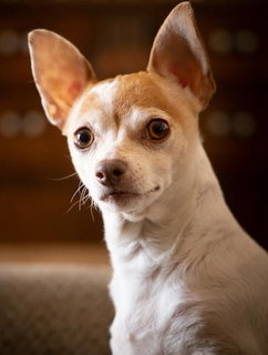 Tan and white Chihuahua dog with large ears looking at camera indoors