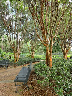 Garden path with crape myrtle trees, smooth bark trunks, green metal benches, and brick walkway
