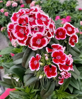 Cluster of red and white Dianthus flowers with picotee petal edges and green leaves