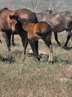Wild Horse Foal