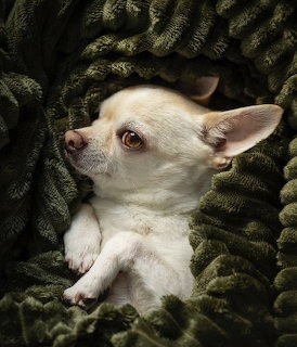 Small white and tan Chihuahua dog lying on dark green knitted blanket looking upward