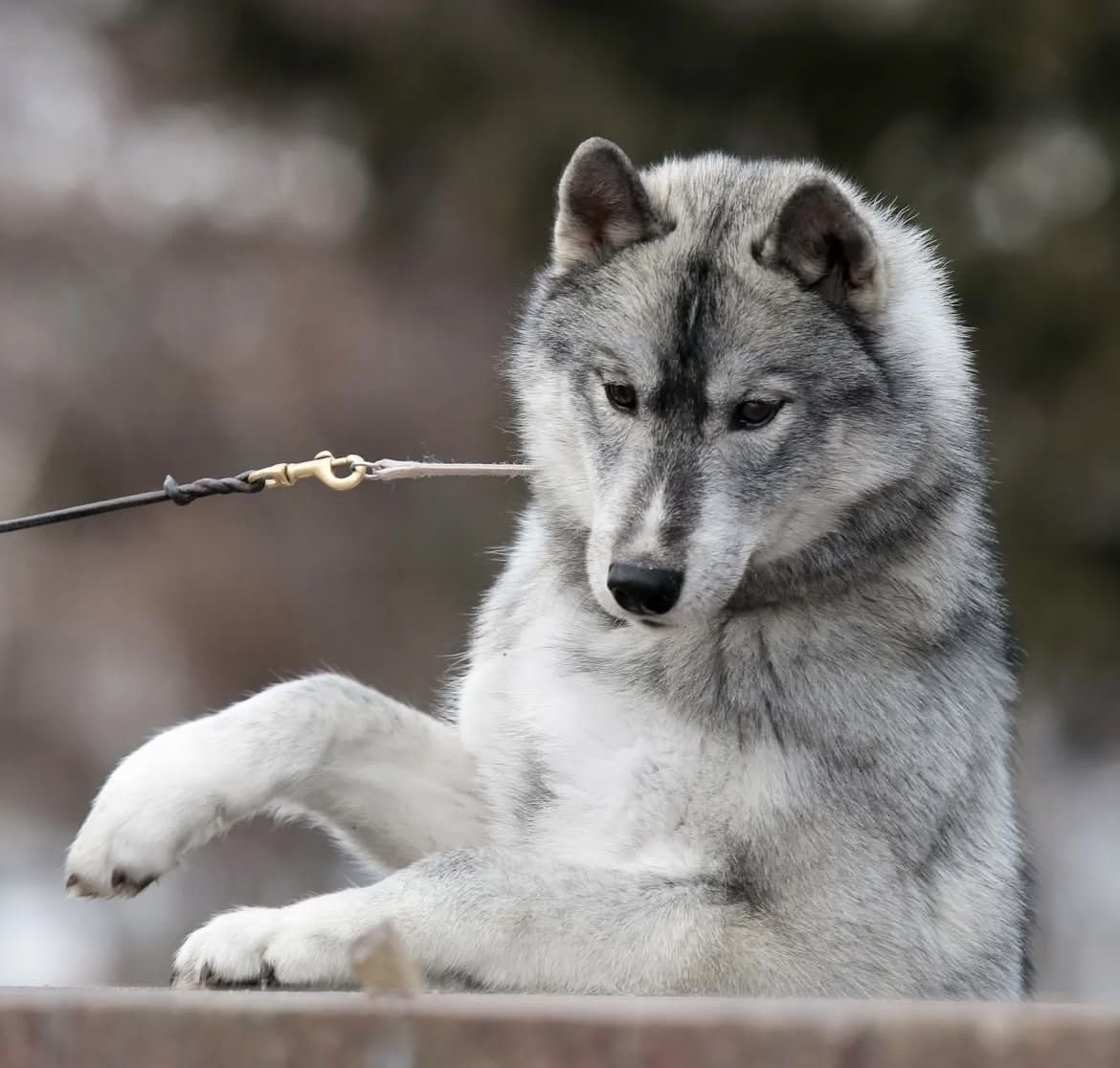 Gray and white Siberian Husky with blue eyes lying on wooden fence