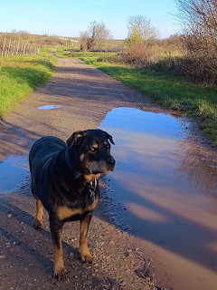 Rottweiler on Muddy Trail