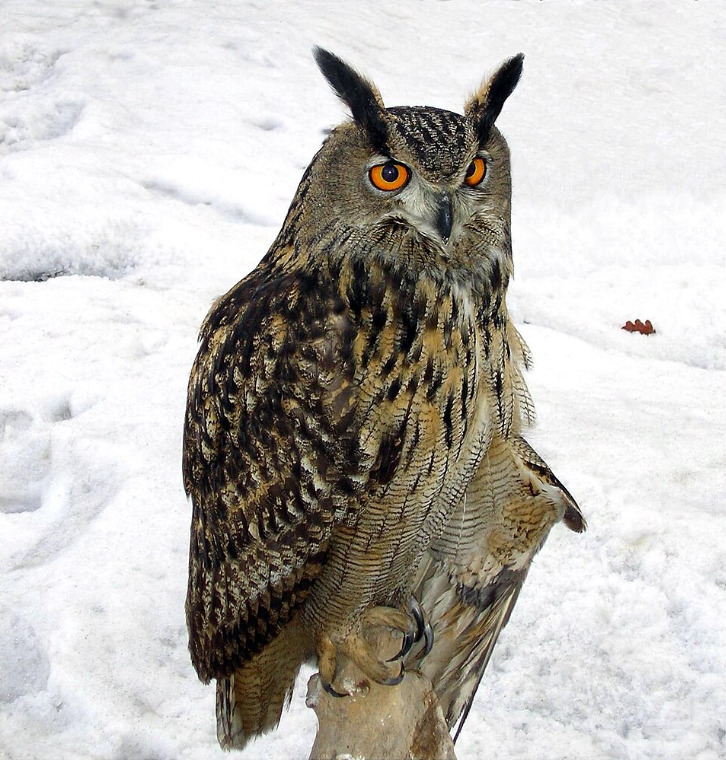 Eagle owl with orange eyes perched on snowy ground