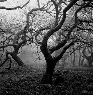 Black and white foggy forest with twisted leafless trees