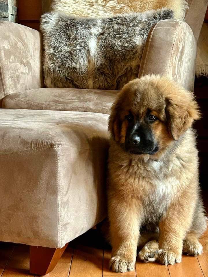Fluffy brown puppy sitting on hardwood floor next to a beige armchair indoors