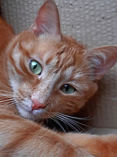 Orange tabby cat with green eyes lying on gray textured surface looking at camera