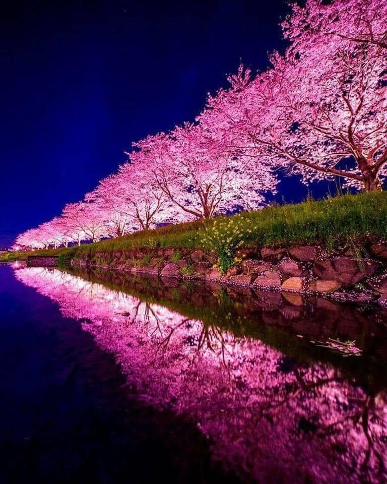 Glowing pink sakura trees reflected in a calm canal at night in Japan