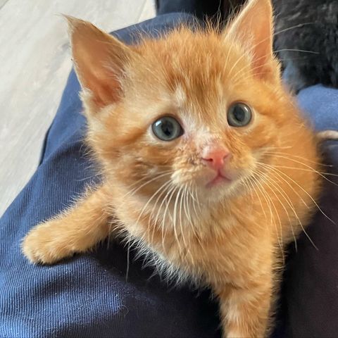 Small orange tabby kitten with blue eyes sitting on blue fabric