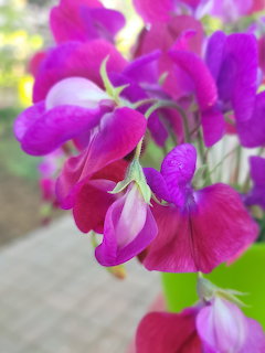 Purple Sweet Pea Flowers