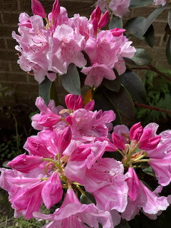 Clusters of bright pink rhododendron flowers with green foliage in a garden