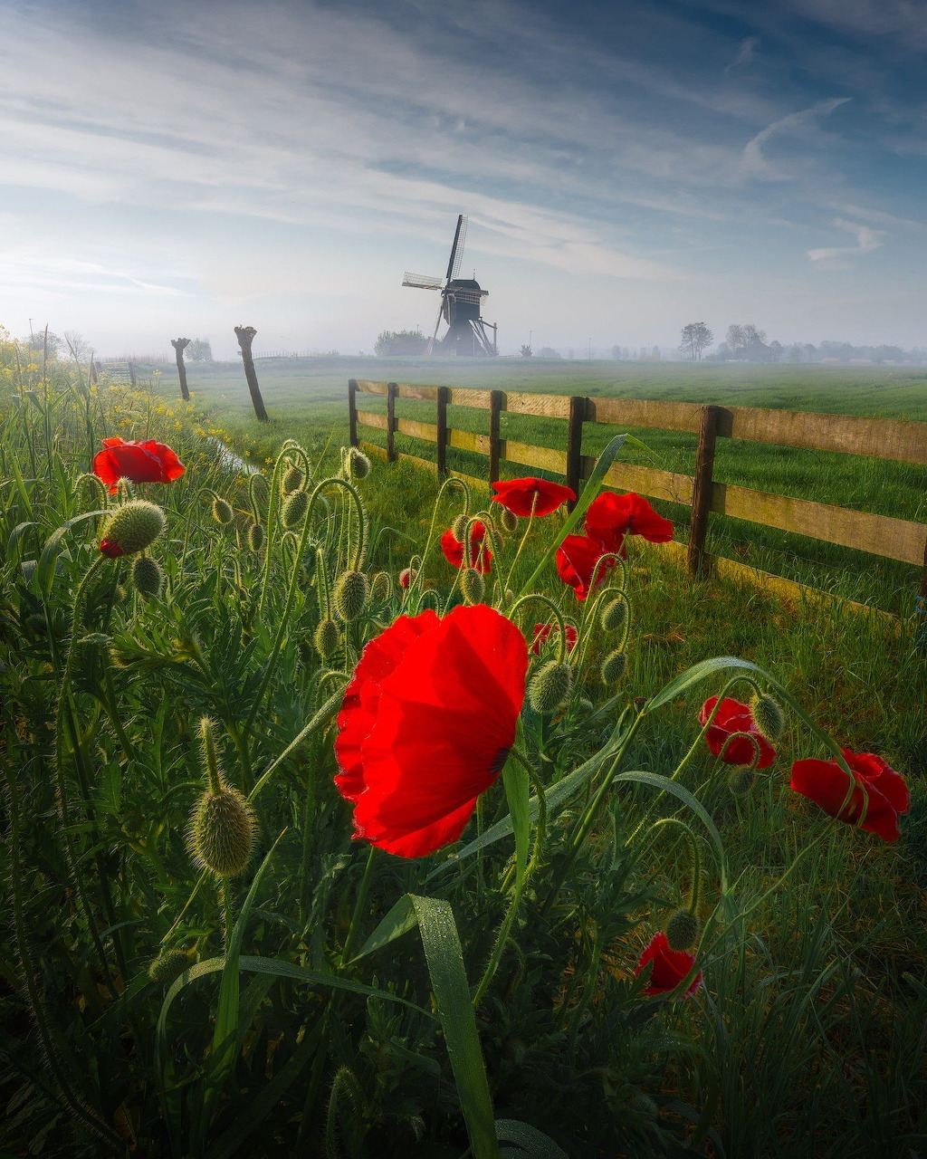 Windmill in foggy meadow with red poppies and wooden fence