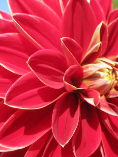 Close-up of a vibrant red dahlia flower with layered petals and yellow center