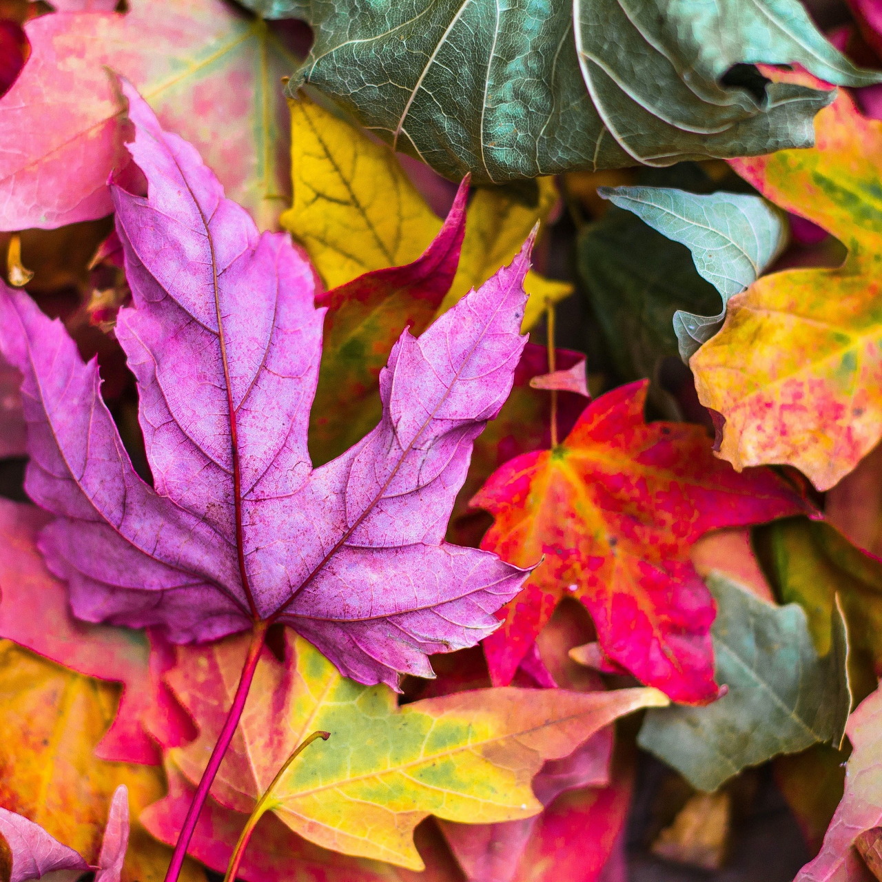 Colorful autumn maple leaves in pink, red, yellow, and green piled together