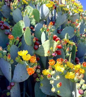 Prickly pear cactus with yellow and orange bloms and red fruit under blue sky