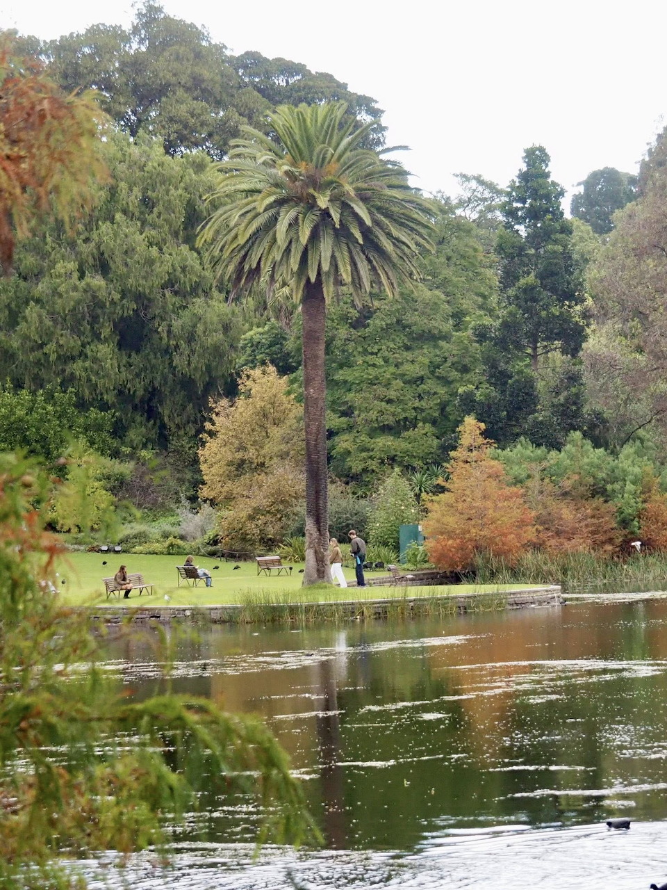 Palm tree beside a pond in a lush botanic garden with trees and reflections