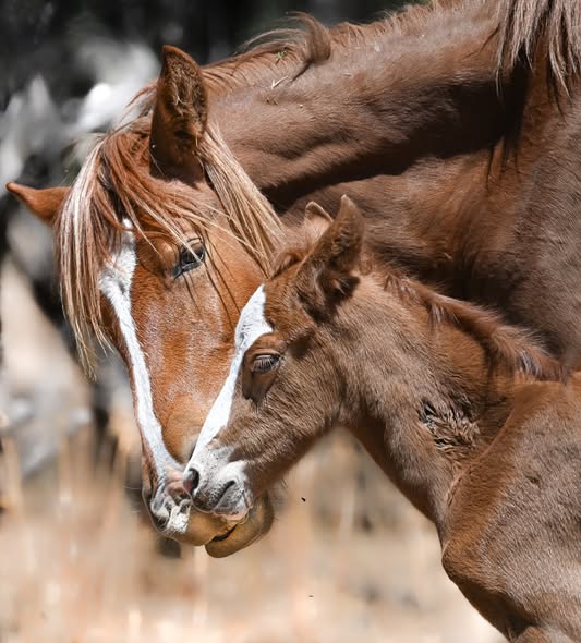 Chestnut mare nuzzling her brown foal in a close affectionate moment outdoors