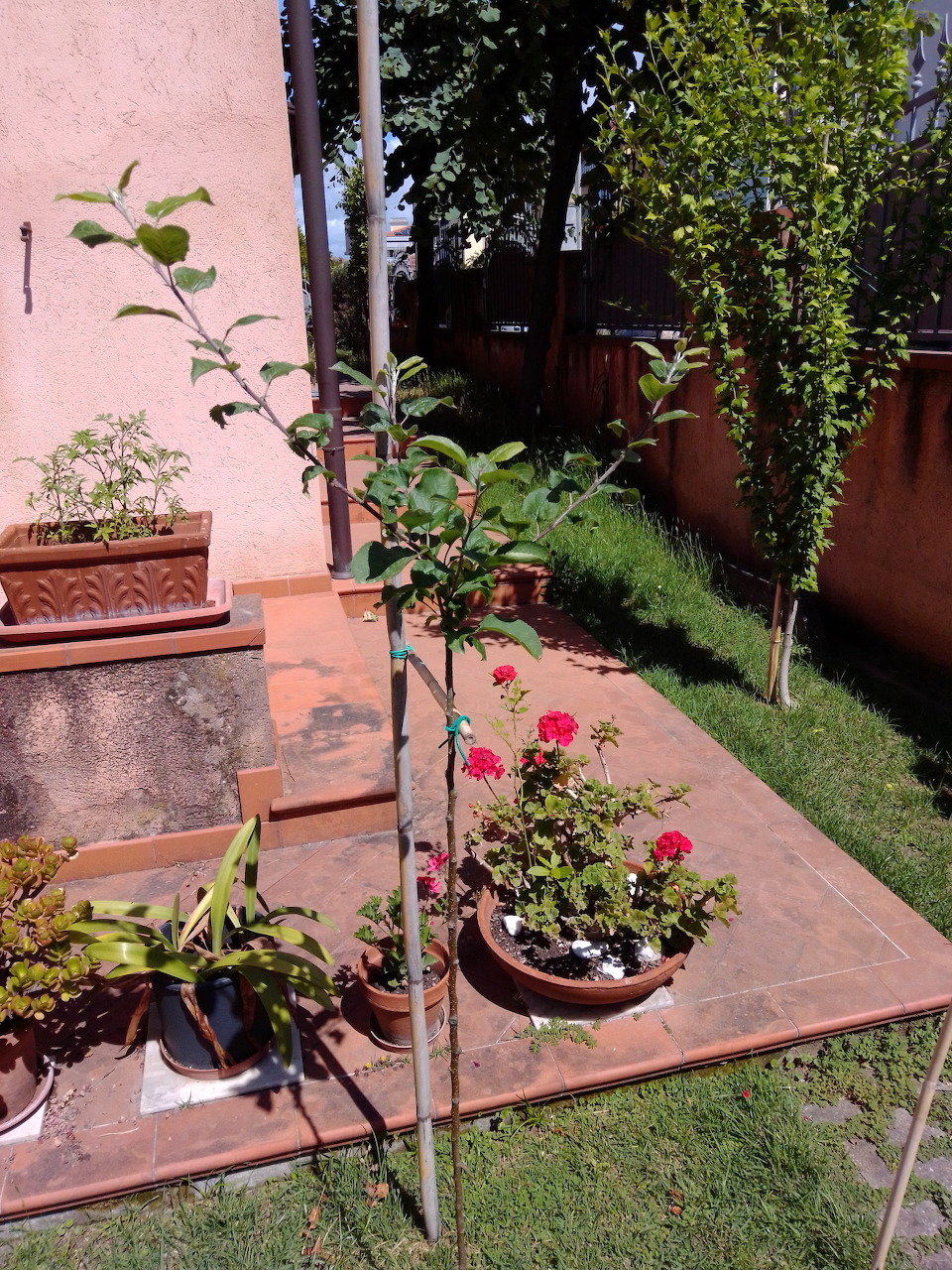 Garden Trees and Roses