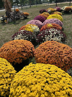 Colorful rows of large chrysanthemum flower mounds in an autumn garden setting