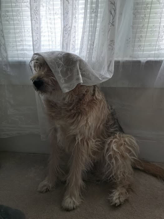 Shaggy dog sitting by a window with a sheer curtain draped over its head