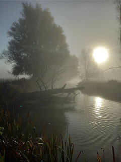 Foggy landscape with soft muted tones and diffused light