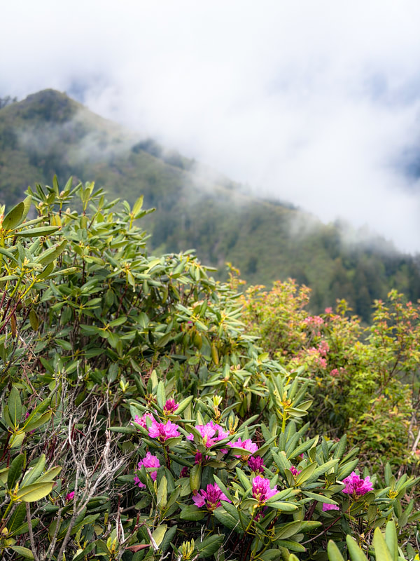Pink rhododendron flowers and green shrubs on a foggy mountain hillside