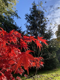 Bright red maple leaves in the foreground with trees and grass in a sunlit arboretum