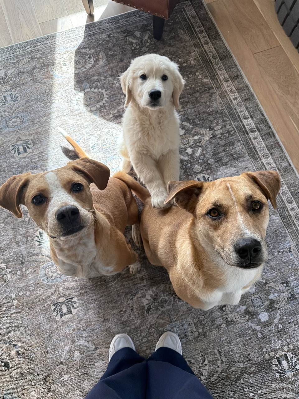 Three dogs sitting on a rug indoors looking up at the camera, two tan mixed breeds and a golden retriever puppy.