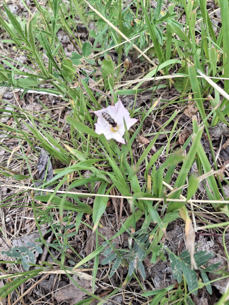 Wildflower in Grass